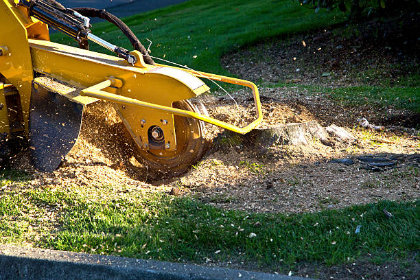 New Castle, IN Tree Removal Company